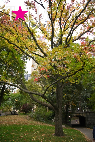 Центральный парк осенью, Манхэттен, Нью-Йорк, США